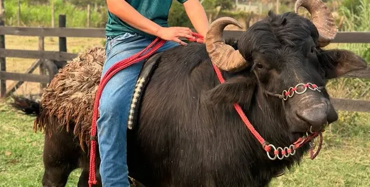 INGRESSO ADULTO - CAFÉ DA MANHÃ