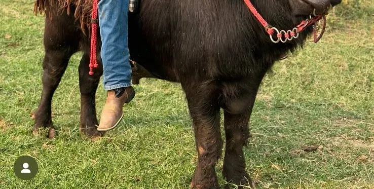 INGRESSO ADULTO - ALMOÇO 